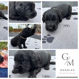 Assorted Doodle Crosses Puppies from Golden Mountain Doodles