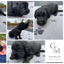 Assorted Doodle Crosses Puppies from Golden Mountain Doodles
