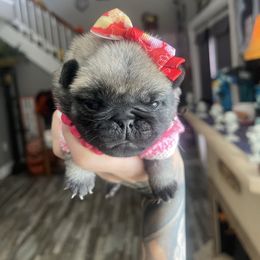 Marilyn - Fawn female Pug puppy in Winter Haven, Florida from The Pugarazzi