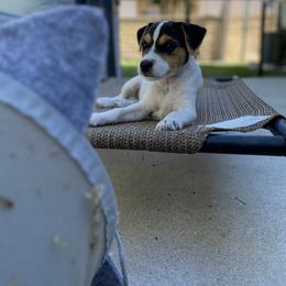 Jack Russell Terrier Puppies from Fair Dinkum Jack Russell Terriers