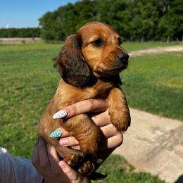Phillip-AKC . PRA clear - Red male Dachshund puppy in Dover, Oklahoma from Freckles and Furballs