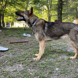 Remi - German Shepherd