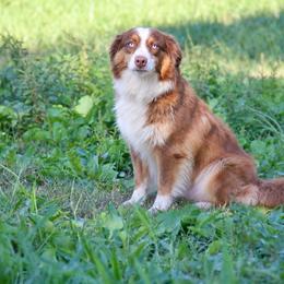 Jaylie- Adult Dog Retiree - Red tri-color female Australian Shepherd puppy in Troy, South Carolina from Lana Corley- Australian Shepherds of 3/W Farms