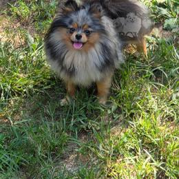 Astrid - Pomeranian