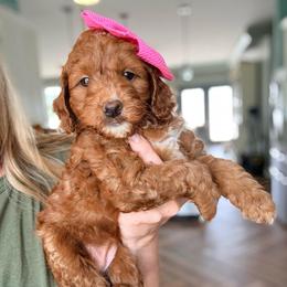 Scarlett - Red  female Goldendoodle puppy in Marion, Ohio from Doodles & Doxies