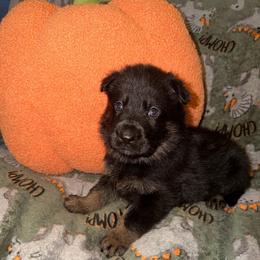 Pink Color - Bi-color male German Shepherd puppy in Davenport, Florida from Pray Love Shepherd Kennels