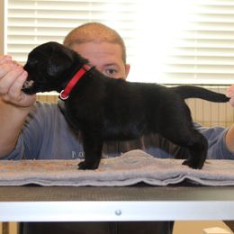 Female 8 - Black female Labrador Retriever puppy in Murrieta, California from The Golden Leash Kennels