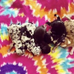 Chihuahua Puppies from Honey Bee Chihuahua’s