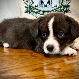 Rowdy Ridge - Black and white male Cardigan Welsh Corgi puppy in Omaha, Arkansas from DnD Corgis
