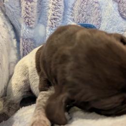German Shorthaired Pointer Puppies from Hanaway GSPs