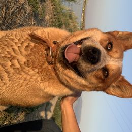 Maverick  - Australian Cattle Dog