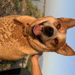 Maverick  - Australian Cattle Dog
