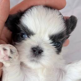 Benito Sultan's Star - Blue and white male Shih Tzu puppy in Moore, South Carolina from Ganna's Shih Tzus