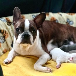 Poppy - Boston Terrier