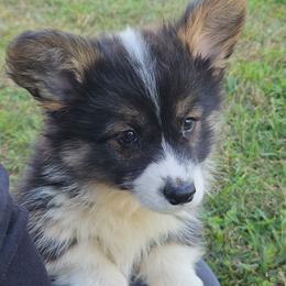 Hank - Black and tan male Pembroke Welsh Corgi puppy in Orrtanna, Pennsylvania from Mountain Top Shepherd's