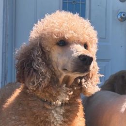 Rosy - Poodle