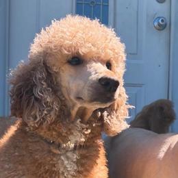 Rosy - Poodle