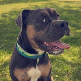 Winston - Olde English Bulldogge