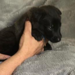 Tanz - Fawn sable male Belgian Malinois puppy in Chino, California from BlueStone K9