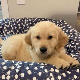 Golden Retriever Puppies from Red Barn Golden’s