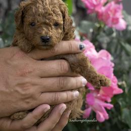Poodle Puppies from Southern Girls Poodles