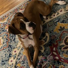 Lucy - Boxer