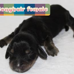 Raven - Black and cream female Dachshund puppy in Powderly, Texas from Kuttin’ Up Mini Aussies
