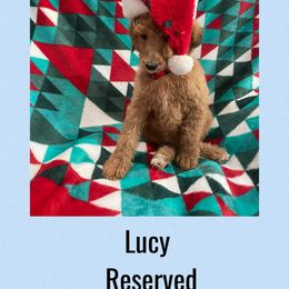 Ruth - Red  female Poodle puppy in Harrisburg, Arkansas from Ransone’s Ridge Runners Poodles and Doodles