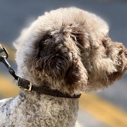 Old English Sheepdogs, Poodles, and Sheepadoodles from Love Tallulah Sheepadoodles LLC