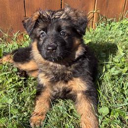 Ishmael - Black and red male German Shepherd puppy in Aurora, Illinois from Fairhaven German Shepherds