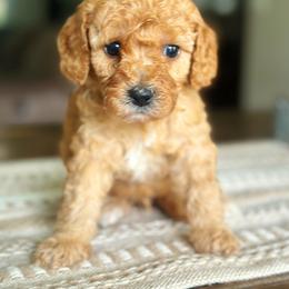 Goldendoodle Puppies from Maggie Doodles