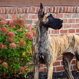 Great Danes from Weco Danes
