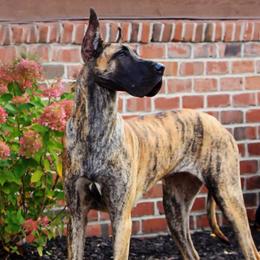 Great Danes from Weco Danes