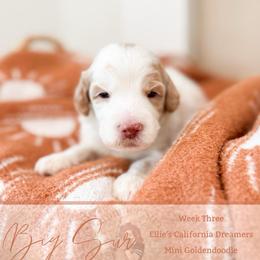 Big Sur - Parti male Goldendoodle puppy in California City, California from Summer Sun Doodles