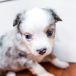 Australian Shepherds from Rocky Top Paws