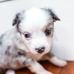 Australian Shepherds from Rocky Top Paws