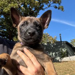 Purple collar - Red sable female Belgian Malinois puppy in Kelley, Iowa from Midwest Malinois