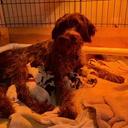 Wirehaired Pointing Griffon Puppies from Rocking S Griffons