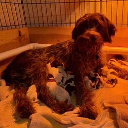 Wirehaired Pointing Griffon Puppies from Rocking S Griffons