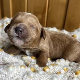 Macaroon is grey collar male from Stroodles Bake Sale litter (he was green collar at birth) - Apricot male Goldendoodle puppy in Hamilton, Montana from Stroodles Doodles