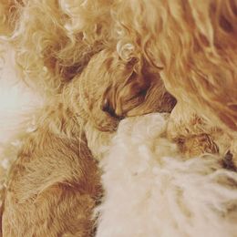 Goldendoodle Puppies from Little Doodle Love