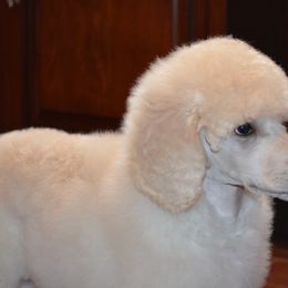 Poodle Puppies from D and D Standard Poodles