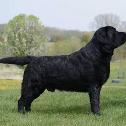 Salty - Labrador Retriever