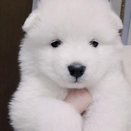 Blue - White male Samoyed puppy in San Antonio, Texas from Hill Country Samoyeds