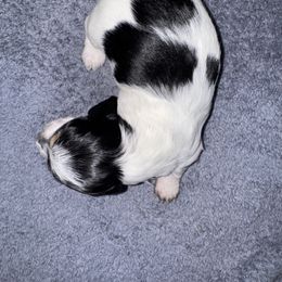 Dachshund Puppies from Creme de la Creme dachshunds