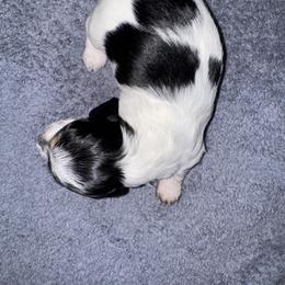 Dachshund Puppies from Creme de la Creme dachshunds