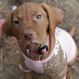 Vizslas from Mira Vizslas