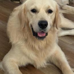 Henry - Golden Retriever