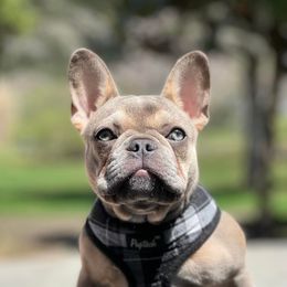 Remi - French Bulldog