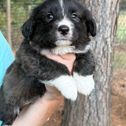 Black collar - Brindle and white male American Corgi puppy in Nashville, Arkansas from Whisenhunt Farms